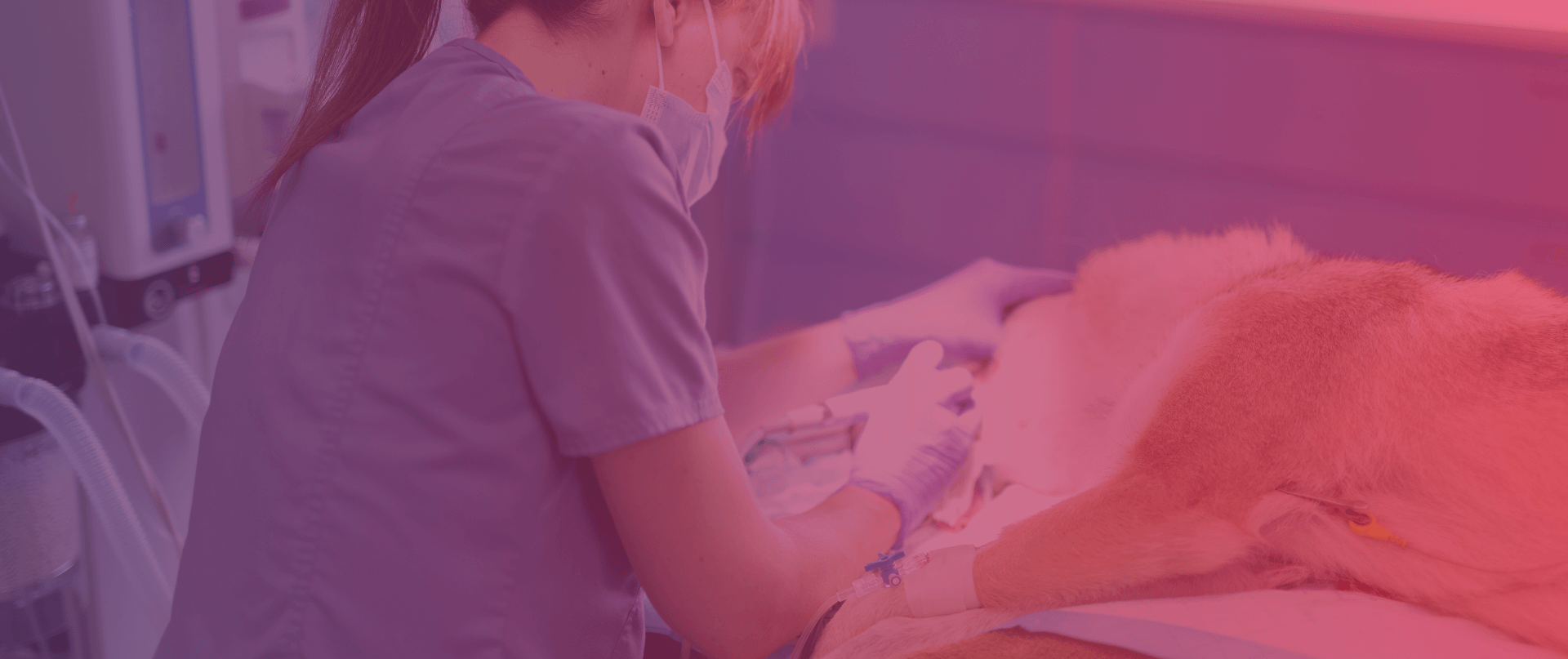 Prevención y bienestar animal